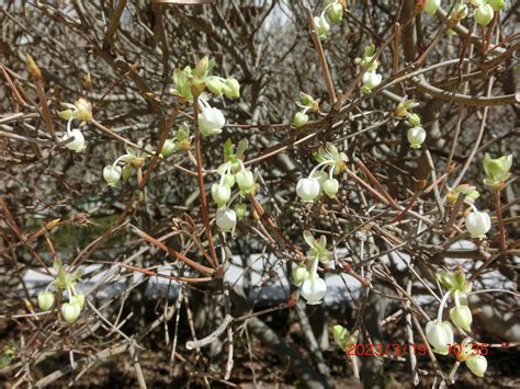 銅樹開花|ドウダンツツジ